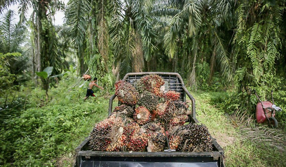 Les députés contre l’huile de palme