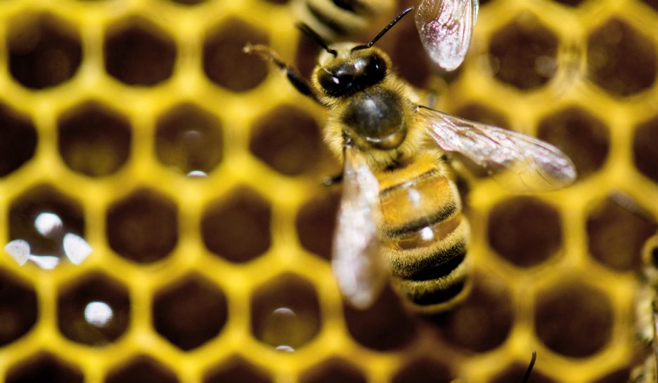 Alerte rouge pour les abeilles