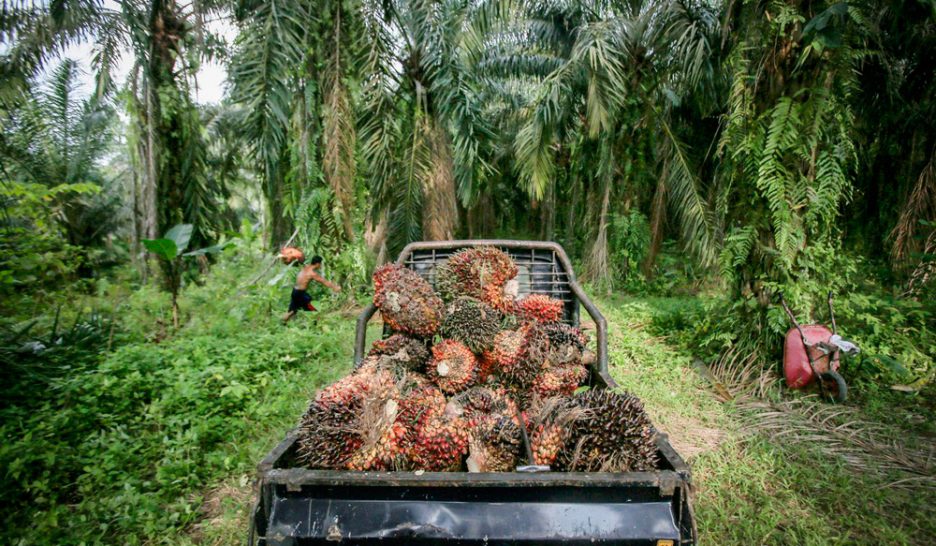Le National dit non à l’huile de palme