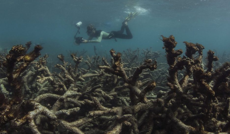 Des millions pour la Grande barrière de corail