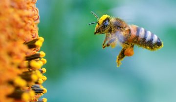 L’UE veut sauver les abeilles