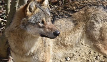 Le Grand Conseil veut abattre les loups hybrides
