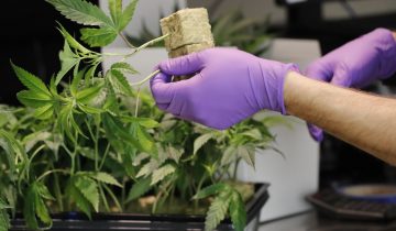 Le parlement vote la légalisation du cannabis