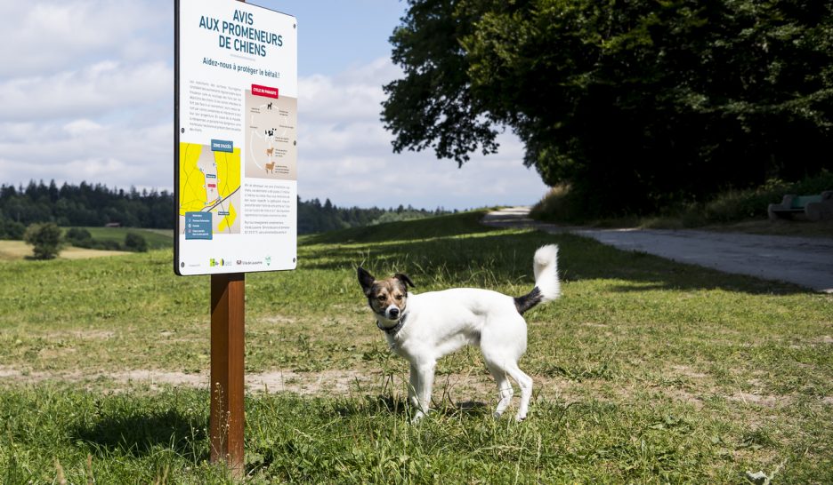 Les déjections canines à l’origine d’avortement chez les vaches