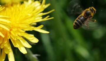 Paysans à la rescousse des abeilles