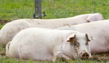 Alerte à la peste porcine en Belgique