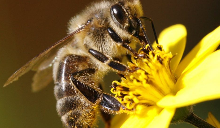 Cultiver bio, c’est bon pour les abeilles