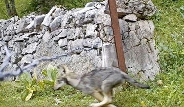 Une meute de loups observée dans le Jura