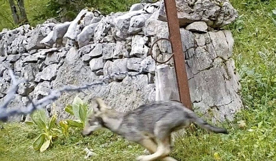 Une meute de loups observée dans le Jura