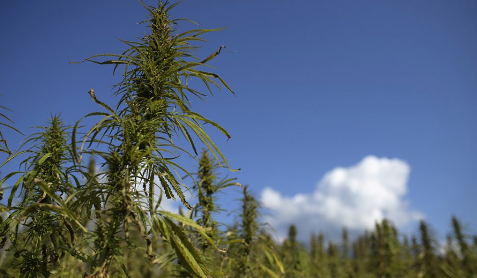 Le cannabis débarque dans les champs