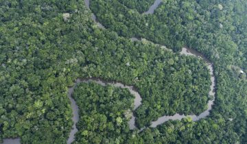 Les forêts tropicales pourraient relâcher du carbone