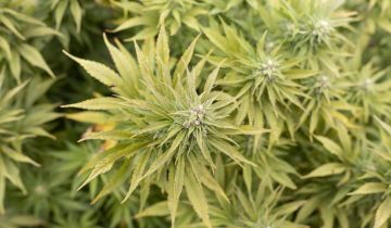 Le National pour la distribution de cannabis bio