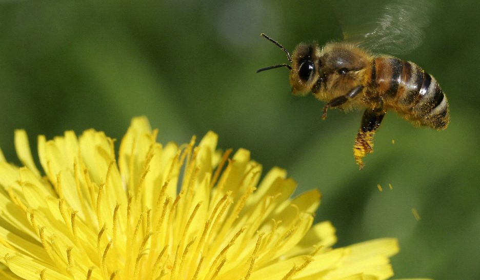 Le Parlement veut sauver les abeilles