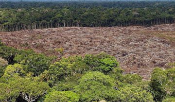 Déforestation record en Amazonie