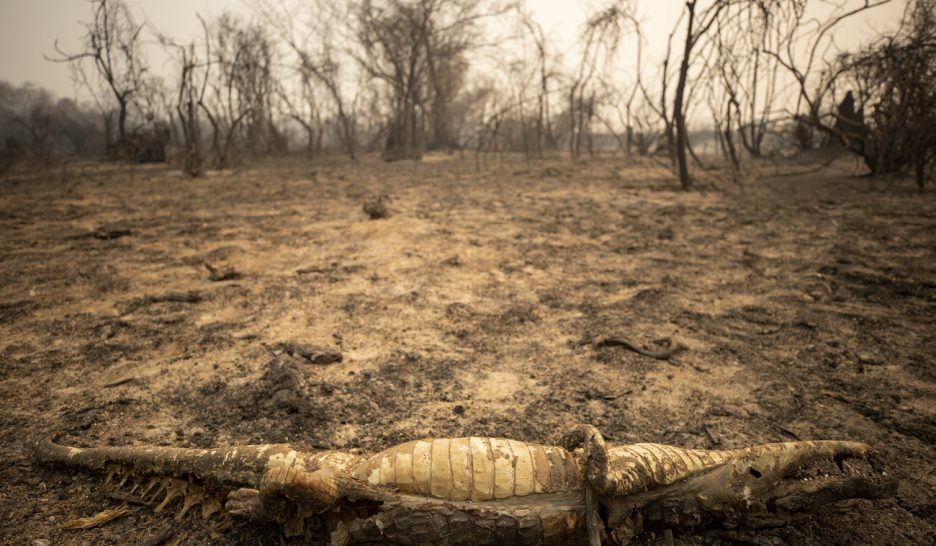 Le Pantanal dévoré par les flammes