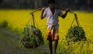 Impasse agraire en Inde