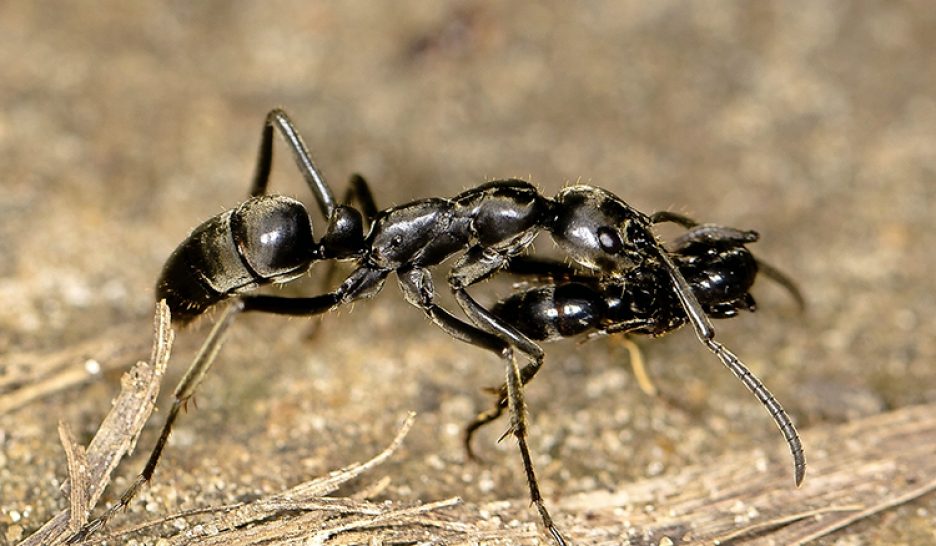 La fourmi qui soigne ses copines