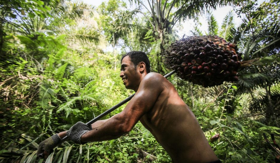 L'huile de palme: un problème marginal