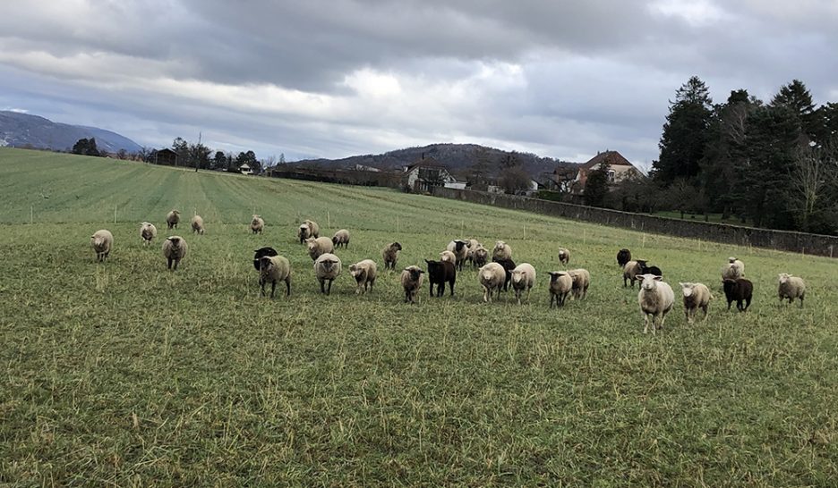 Sacrifier l’agriculture à l’industrie?