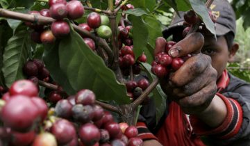 Le gel au Brésil affole le prix du café