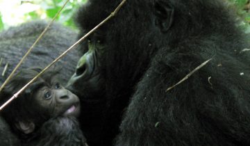 Au Rwanda, les grands singes à l'étroit
