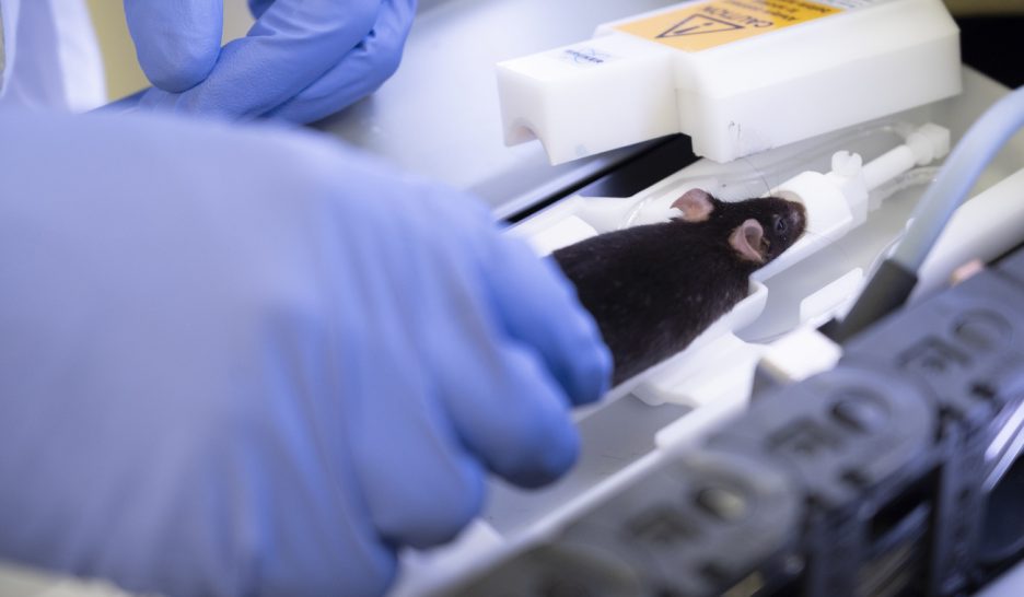 La Suisse ne veut pas interdire les expérimentations animales