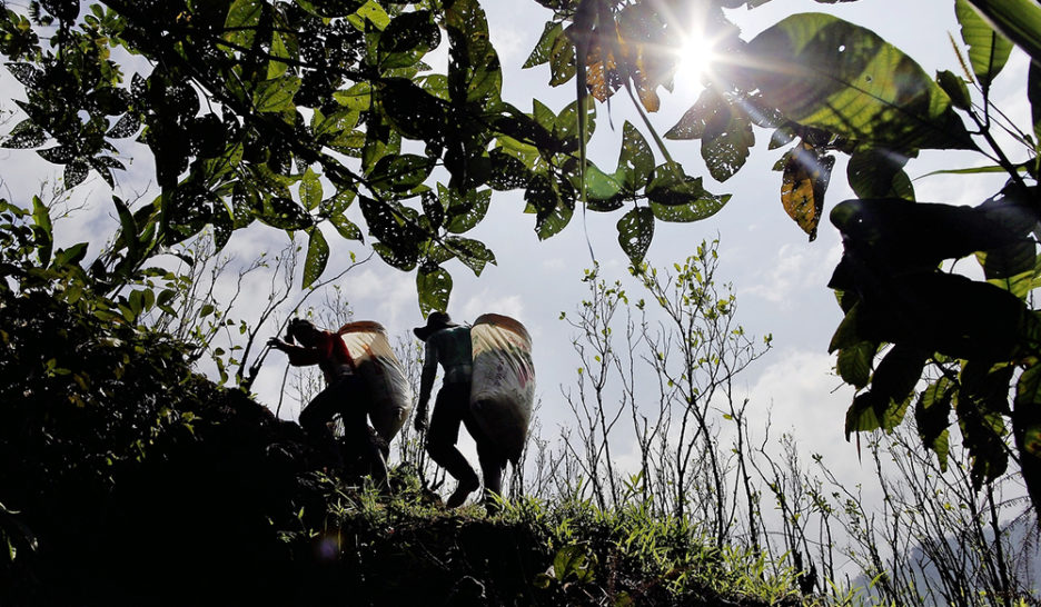 La désillusion des cultivateurs de coca 1