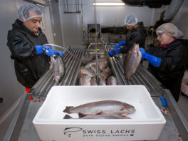 Grande mortalité piscicole en Suisse