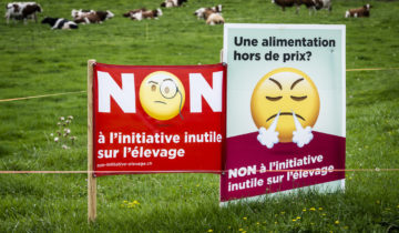 La Suisse n'interdira pas l'élevage intensif