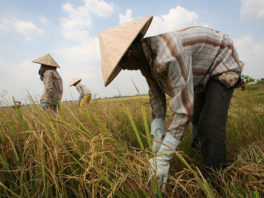 Réduire l’impact du riz sur le climat