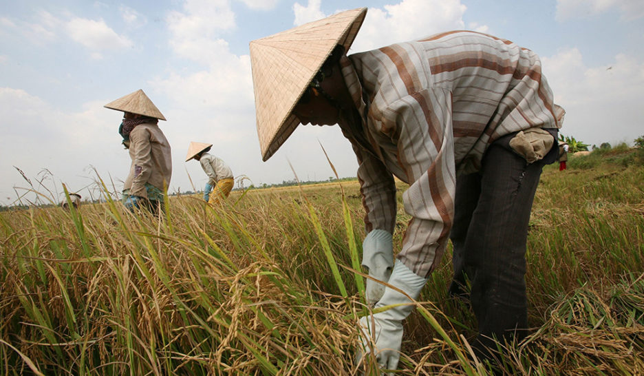 Réduire l’impact du riz sur le climat