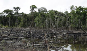 La déforestation ralentit en Colombie