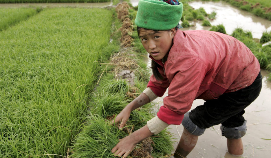 Greenwashing sur le dos des riziculteurs
