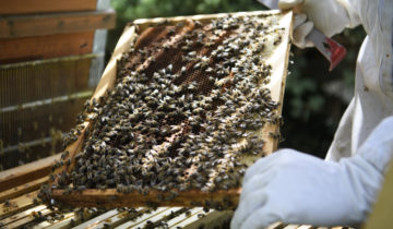 Toutes les colonies d'abeilles sont malades