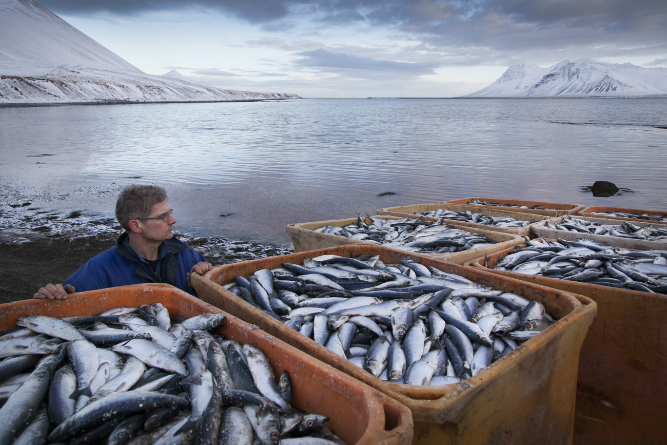 Dans la mer Baltique, le hareng menacé par le réchauffement des eaux 