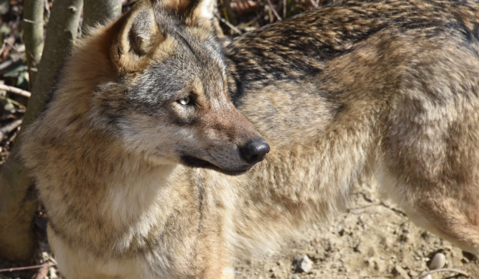 Tir régulé d'un loup dans le secteur du Mont-Tendre