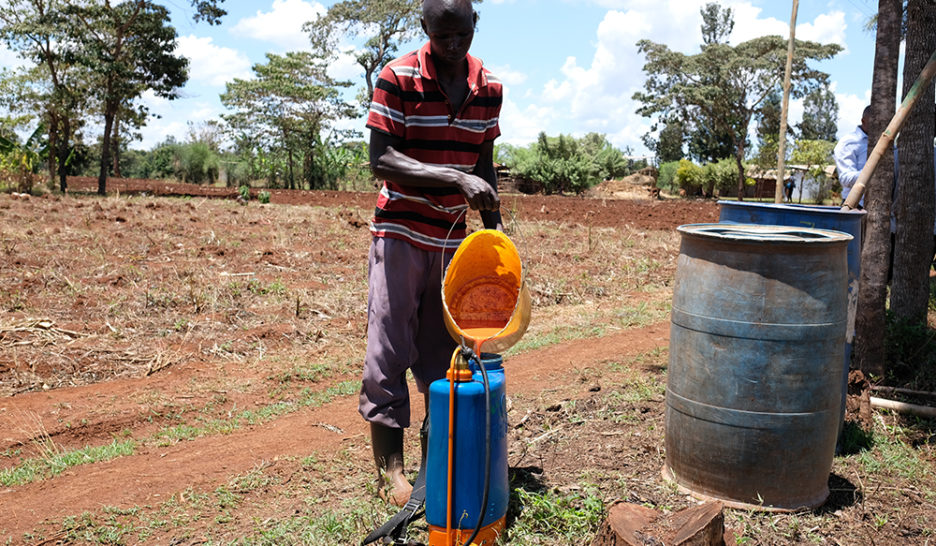 Une agriculture «durable» mais toxique au Kenya