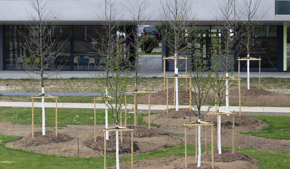 Assez d’arbres plantés malgré la météo