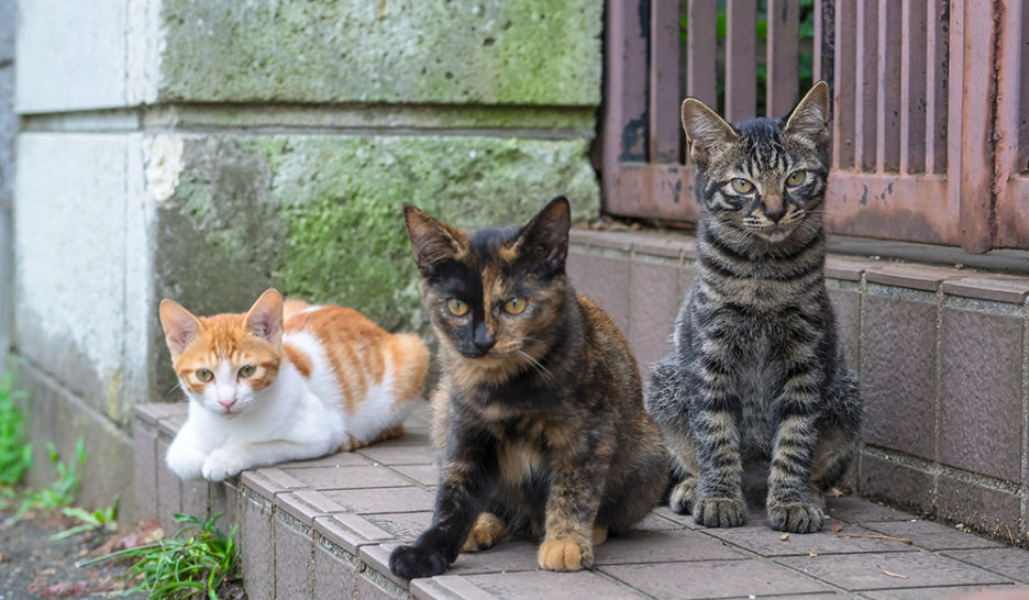 Les chats sont dans le collimateur