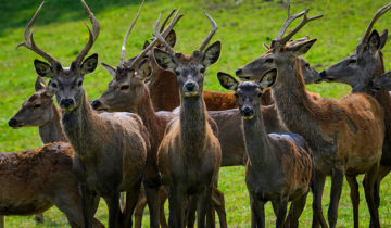 Les cerfs dans le viseur