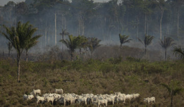 Effondrement des populations d’animaux