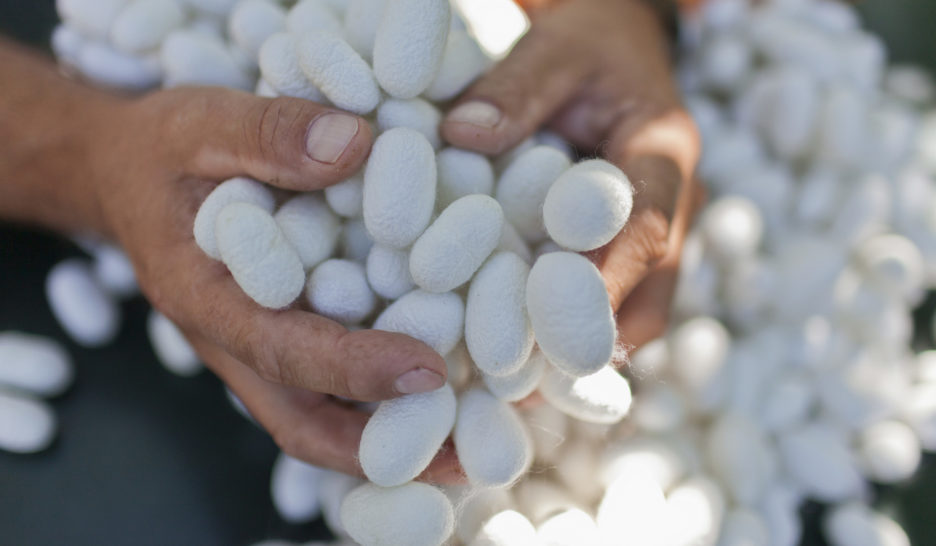 La soie au service des aliments