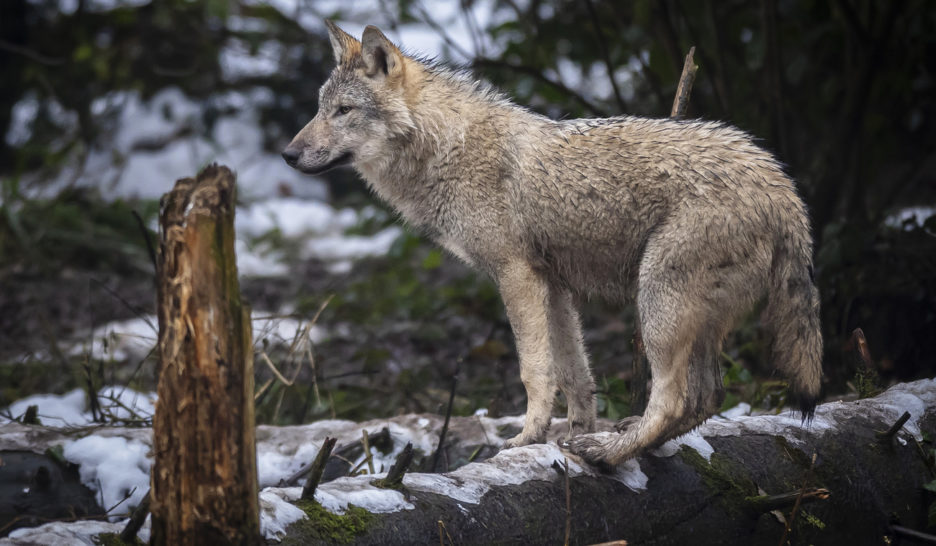 La Suisse épinglée pour sa régulation du  loup