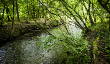 Rivières de la Broye et du Flon polluées au mazout