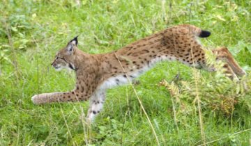 Un lynx réhabilité mais en sursis