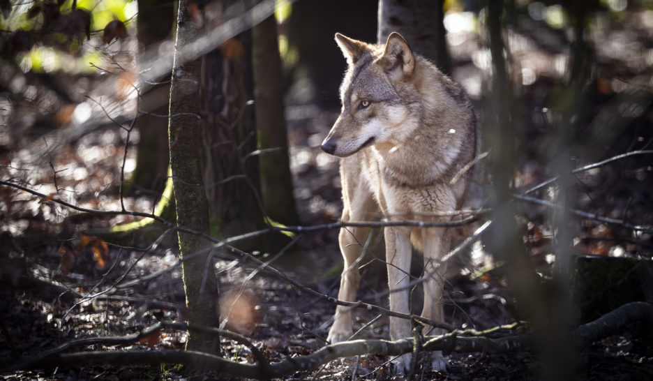 Ouverture d’une enquête sur la politique du loup