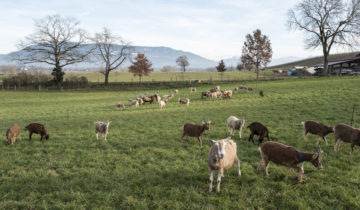 A la Touvière, les chèvres iront paître ailleurs