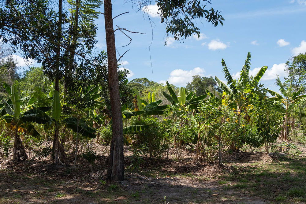 L'agroforesterie à la rescousse 2