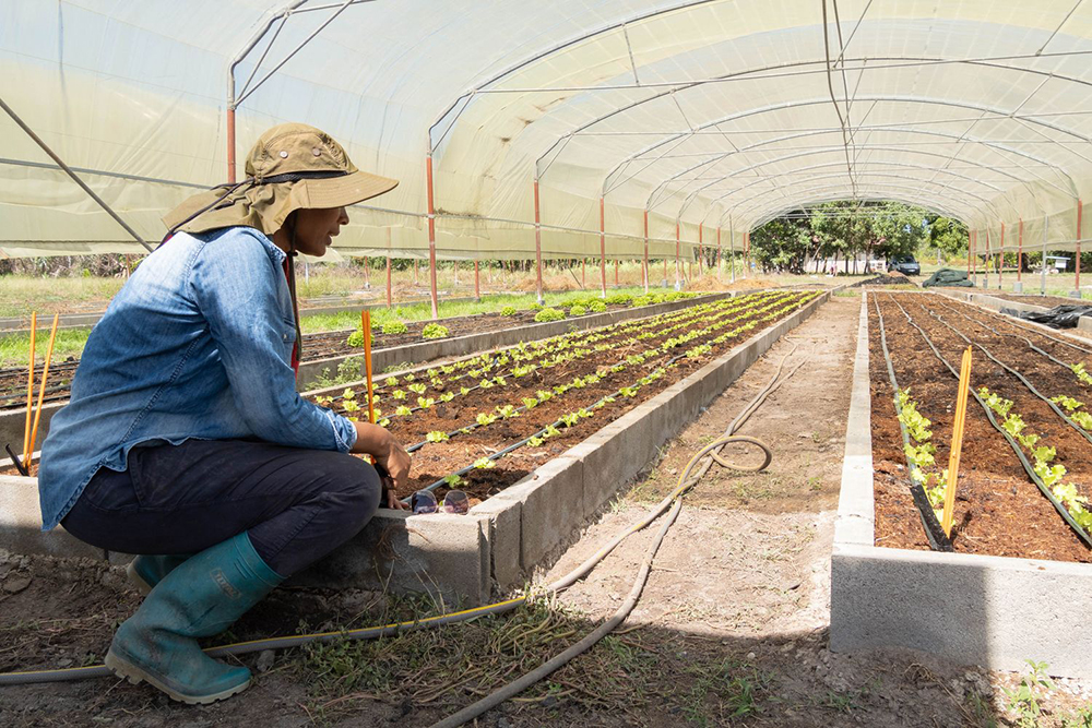 L'agroforesterie à la rescousse 3