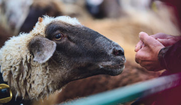 Les moutons trient leur nourriture